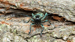 Saperda octopunctata