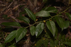 Cryptocarya rigida