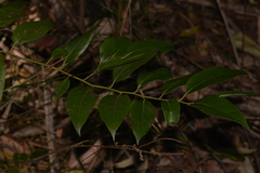 Cryptocarya rigida