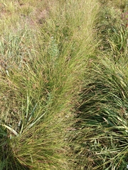 Carex laevissima