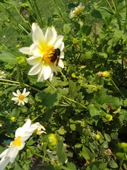 Bombus