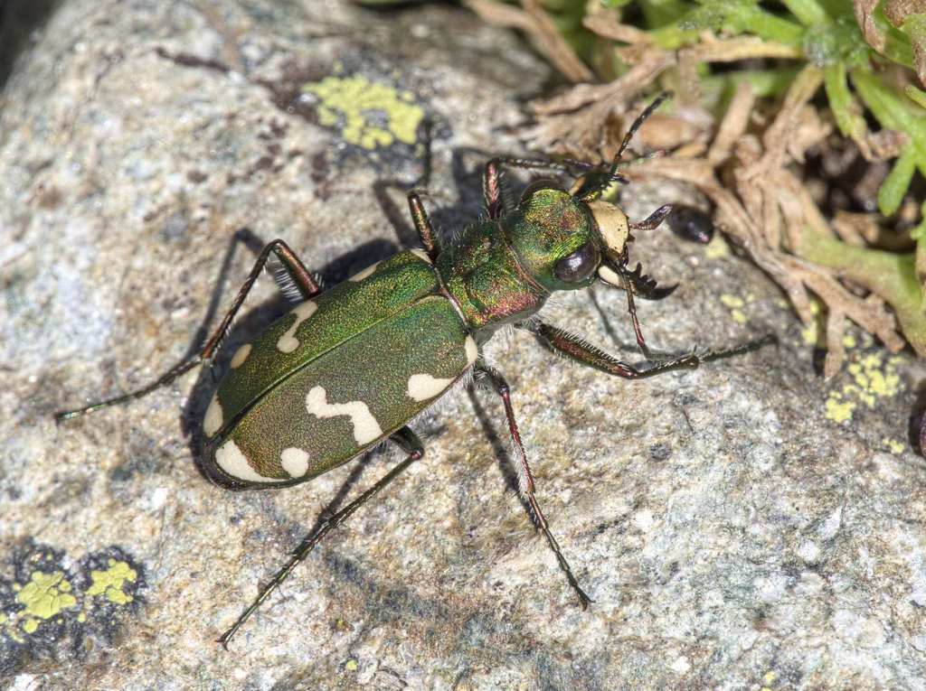 Cicindela gallica