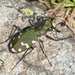 Cicindela gallica - Photo (c) Pierre Bornand, some rights reserved (CC BY-NC)