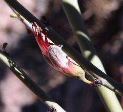 Adenolobus garipensis