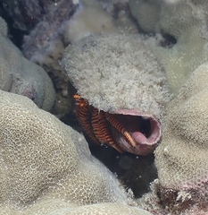 Ciliopagurus strigatus