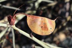 Adenolobus garipensis