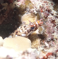 Enchelycore pardalis