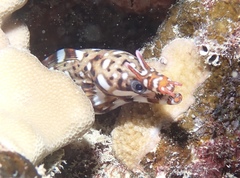 Enchelycore pardalis