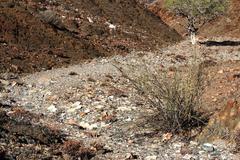 Adenolobus garipensis