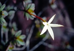 Maguireothamnus speciosus