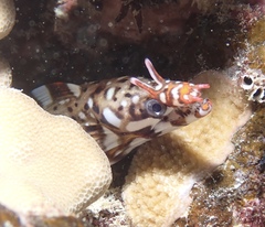Enchelycore pardalis