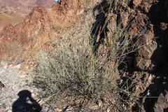 Adenolobus garipensis