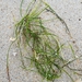 photo of Dwarf Eelgrass (Zostera noltei)