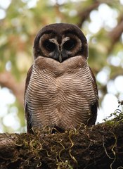 Strix leptogrammica