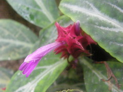 Justicia scheidweileri