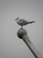 Chroicocephalus ridibundus