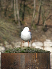 Chroicocephalus ridibundus