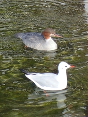 Chroicocephalus ridibundus