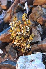 Monechma mollissimum