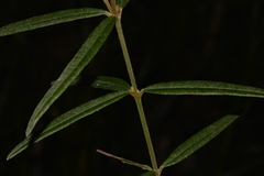Oxylobium robustum