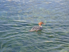 Mergus merganser