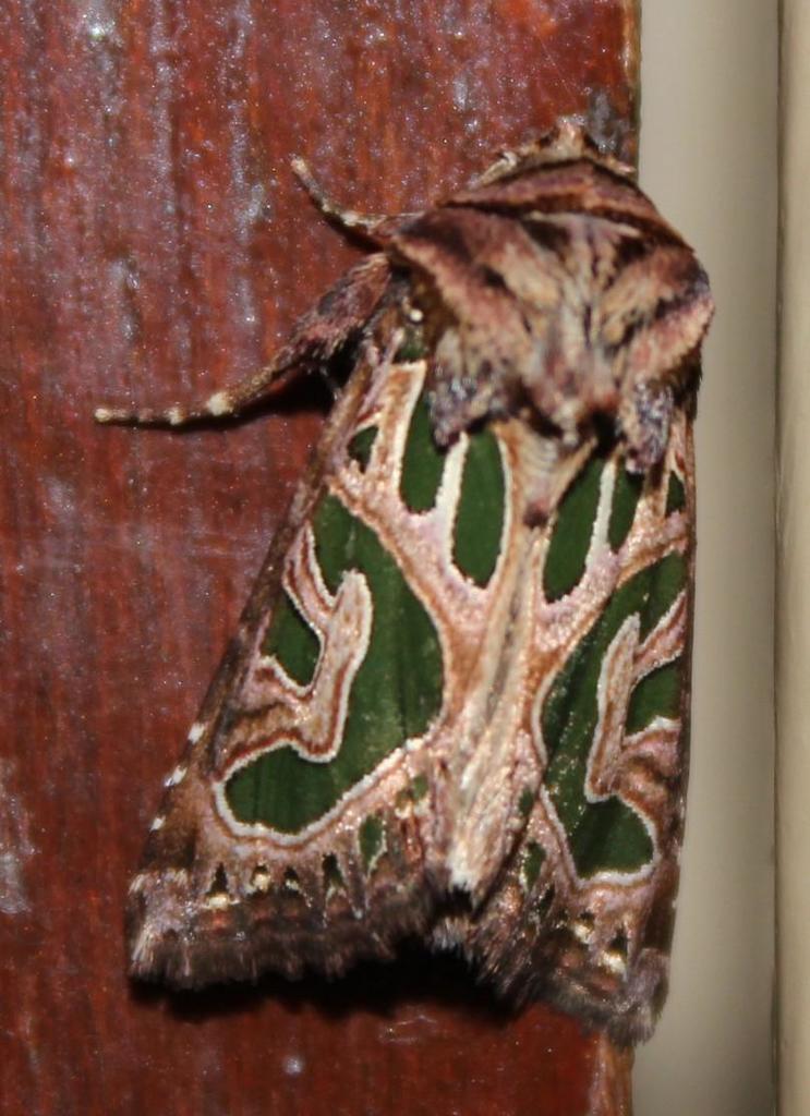 Compsotata