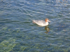 Mergus merganser