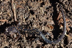 Plethodon ouachitae