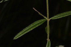Oxylobium robustum