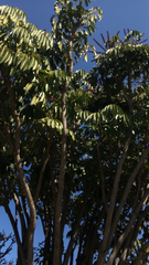 Heptapleurum actinophyllum