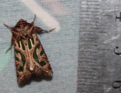 Compsotata elegantissima