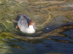 Mergus merganser