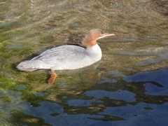 Mergus merganser