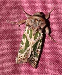 Compsotata elegantissima