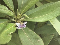 Scaevola mollis