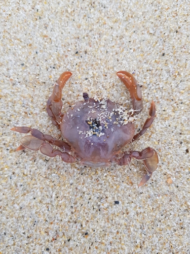 photo of Henslow's Swimming Crab (Polybius henslowii)