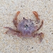photo of Henslow's Swimming Crab (Polybius henslowii)