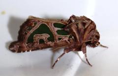Compsotata elegantissima