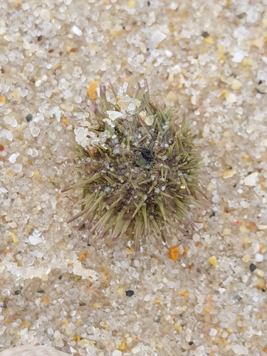 photo of Atlantic Purple Sea Urchin (Paracentrotus lividus)