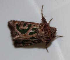 Compsotata elegantissima