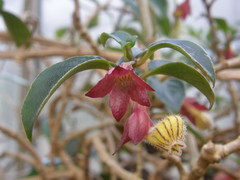 Nematanthus tessmannii