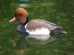 Netta rufina
