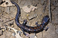 Plethodon ouachitae