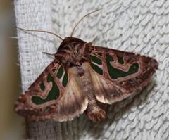 Compsotata elegantissima