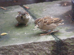 Passer domesticus