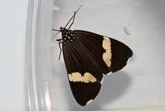 Nyctemera apicalis