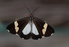 Nyctemera apicalis