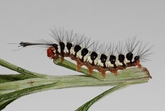 Nyctemera apicalis