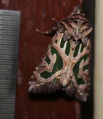 Compsotata elegantissima