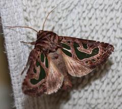 Compsotata elegantissima